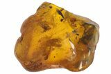 Fossil Ant (Formicidae) In Baltic Amber #128277-1
